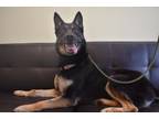 Adopt Ember a German Shepherd Dog, Husky