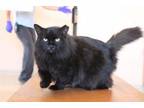 Adopt Maleficent a Domestic Long Hair