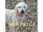 Adopt Beatrice a Golden Retriever, Poodle