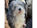 Adopt Buttercup a Poodle, Bernese Mountain Dog
