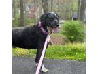 Adopt Sweetheart Millie a Standard Poodle, Bernese Mountain Dog