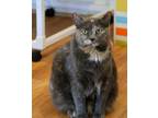 Adopt Little Girl a Domestic Short Hair