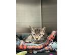 Adopt Cici a Bengal, Domestic Short Hair