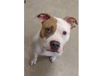 Adopt Dior a Mixed Breed