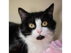 Adopt Snagglepuss a Domestic Short Hair