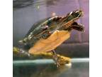 Adopt Athena a Turtle