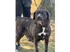 Adopt Bella a Cane Corso