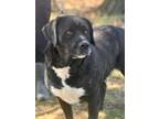 Adopt Brooklyn a Cane Corso