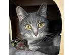 Adopt Zero a Domestic Short Hair