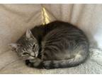 Adopt Alani a Domestic Short Hair