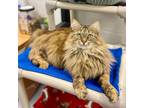 Adopt Percy a Domestic Long Hair