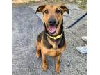 Adopt Chrissy a Mixed Breed