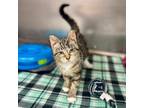Adopt Scout a Domestic Short Hair
