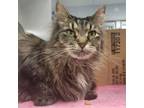 Adopt Penny a Domestic Long Hair
