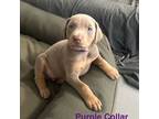 Fawn & Rust-Purple Collar