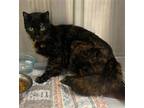 Adopt MISHA a Domestic Short Hair