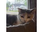 Adopt Mia a Calico