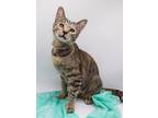 Adopt Jane VII a Domestic Short Hair