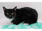 Adopt Mittens XVIII a Domestic Short Hair