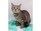 Adopt Missy XVI a Domestic Short Hair