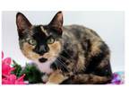Adopt Sweet Pea XII a Domestic Short Hair