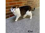 Adopt KIWI a Domestic Short Hair