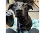 Adopt Mimic a Labrador Retriever, Mixed Breed