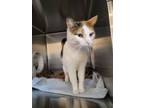 Adopt Victoria a Domestic Short Hair