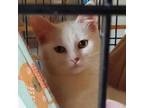 Adopt Water Lily a Domestic Short Hair
