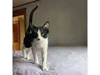 Adopt Pumbette a Domestic Short Hair