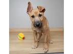 Adopt Honey D15978 a Shepherd