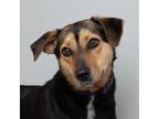 Adopt Sissy D15975 a Mixed Breed
