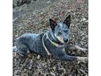 Adopt Jazzy D15941 a Australian Cattle Dog / Blue Heeler