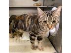 Adopt Chicken Wing C16037 a Domestic Short Hair
