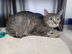 Adopt Chenal a Domestic Short Hair