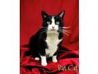 Adopt Bat Cat 30210 a Domestic Short Hair