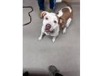 Adopt Angel 29913 a Pit Bull Terrier