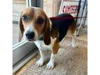 Adopt Danielle PR 3 a Beagle