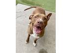 Adopt Honeybee a Pit Bull Terrier, Mixed Breed