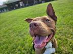 Adopt Honeybee a Pit Bull Terrier, Mixed Breed
