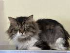 Adopt Delilah a Domestic Long Hair