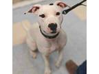 Adopt Coraline a Mixed Breed