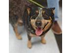 Adopt Mila a Australian Cattle Dog / Blue Heeler