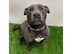 Adopt Bryce a Pit Bull Terrier