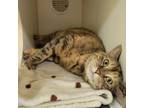 Adopt Rainbow Biscuit a Domestic Short Hair