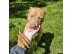 Adopt Juniper a Pit Bull Terrier, Mixed Breed