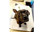 Adopt BLITZEN a Pit Bull Terrier, Mixed Breed