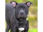 Adopt TIPPY a Pit Bull Terrier