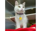 Adopt BIANCA a Domestic Medium Hair