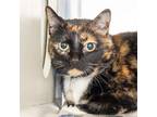 Adopt TSUKI a Domestic Short Hair